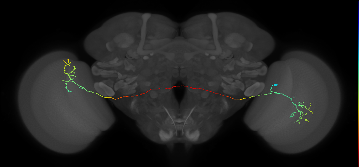 MeVPMe9_R (JRC_OpticLobe:47558)