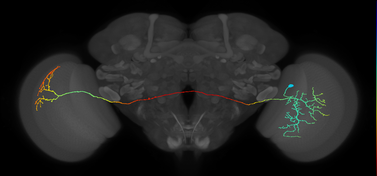 MeVPMe9_R (JRC_OpticLobe:15219)
