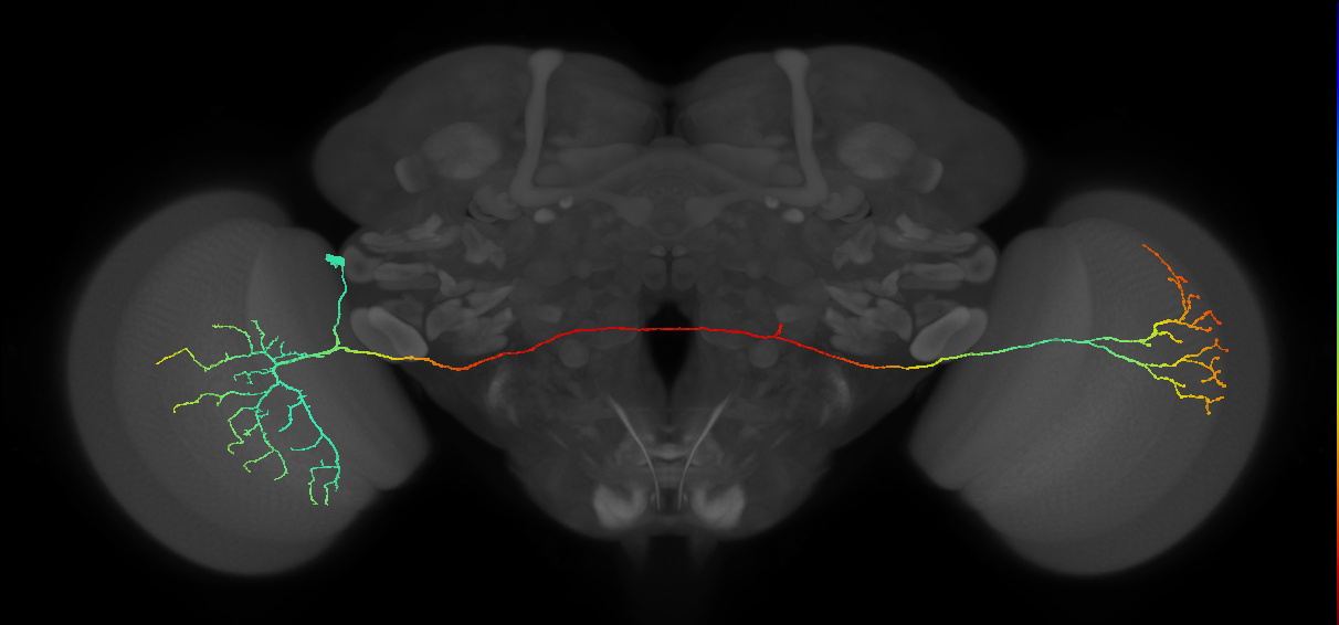 MeVPMe9_L (JRC_OpticLobe:18544)