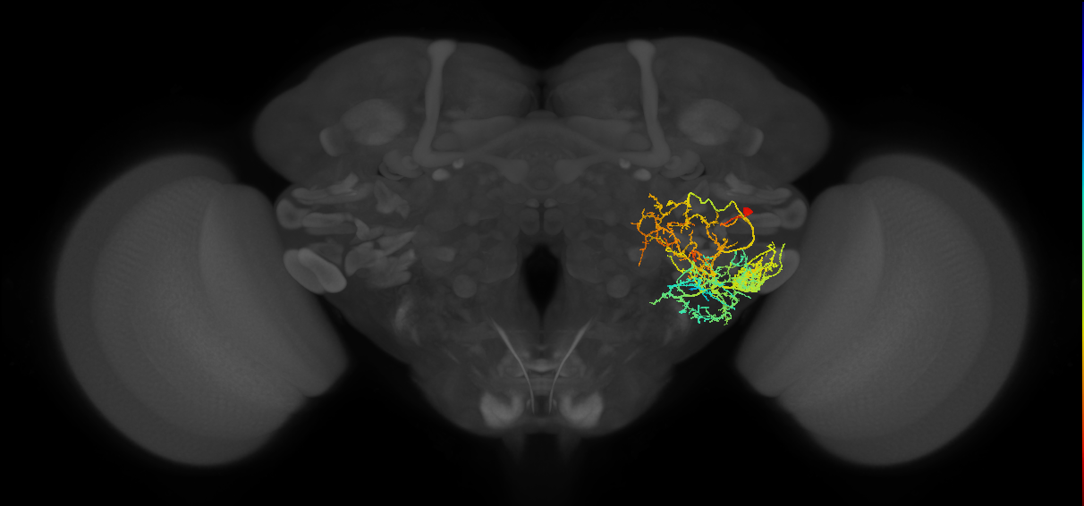 PVLP100_R (JRC_OpticLobe:18648)