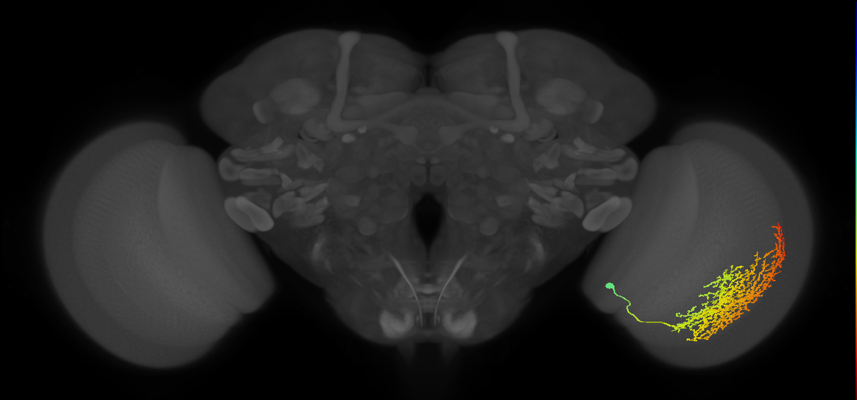 Optic Lobe connectome neurons from optic_lobe:v1.0.1, Nern et al., 2024