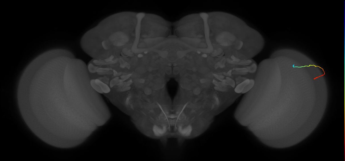 eye photoreceptor cell