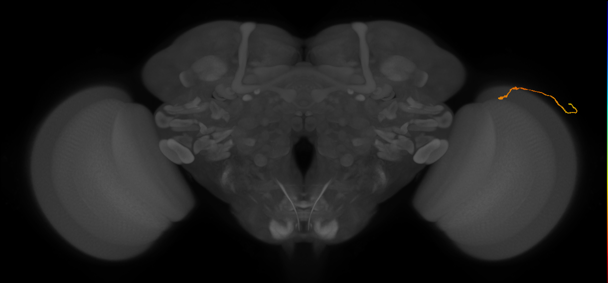 eye photoreceptor cell