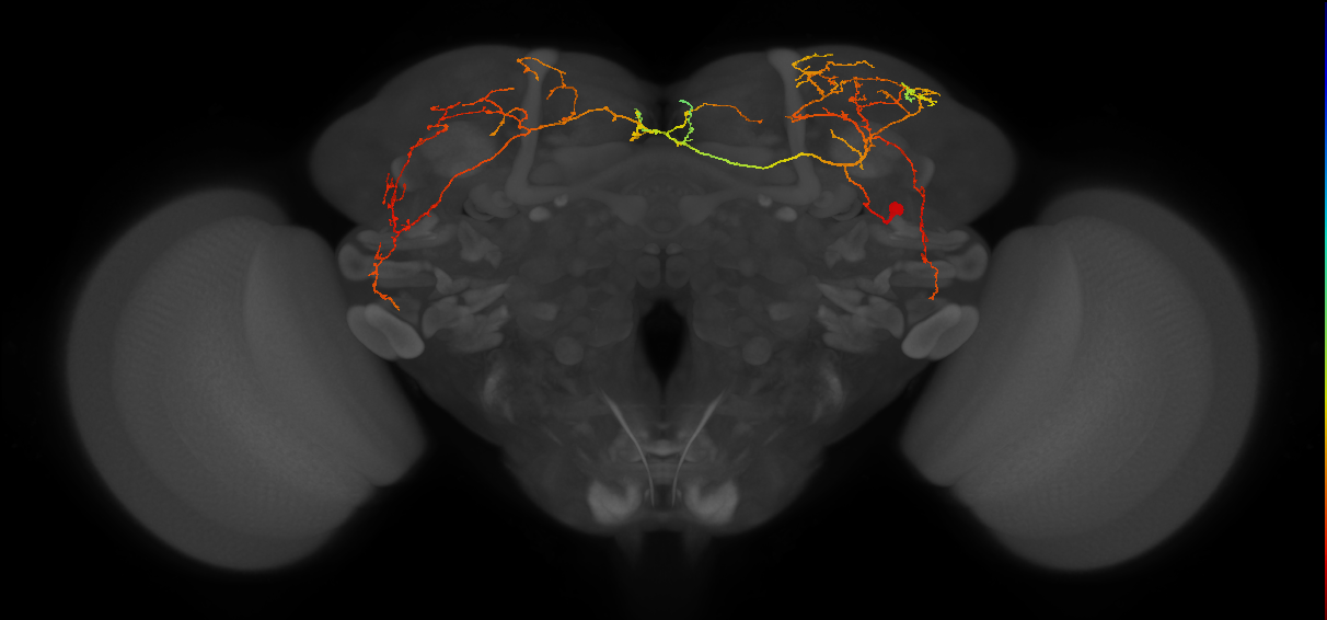 SLP368_R (JRC_OpticLobe:18703)