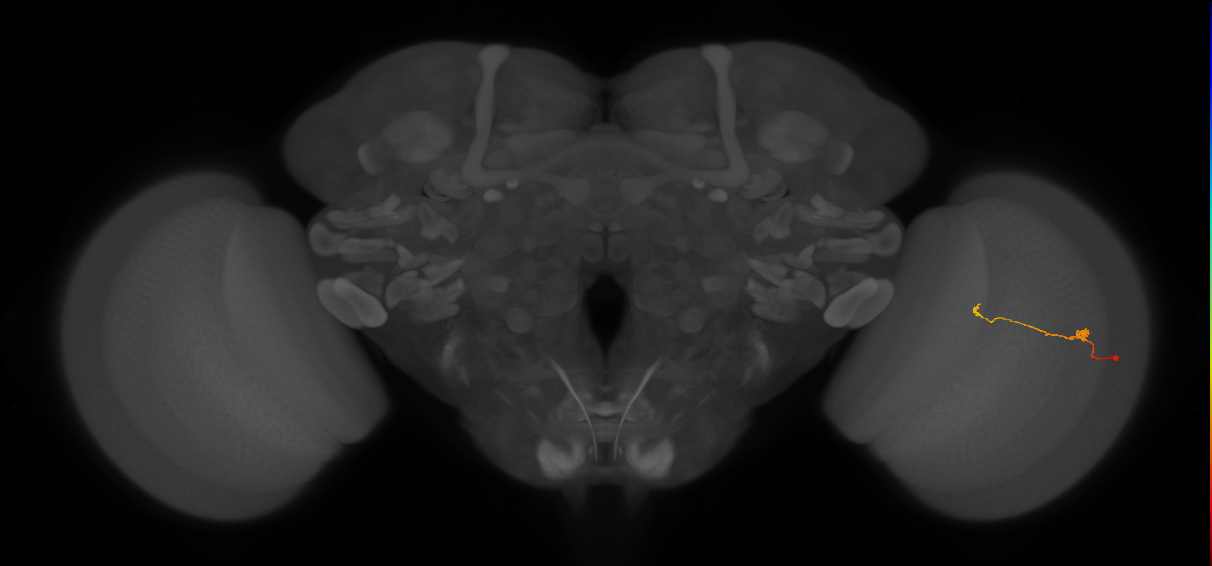 T3_R (JRC_OpticLobe:121703)