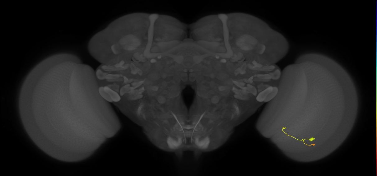 T3_R (JRC_OpticLobe:120358)
