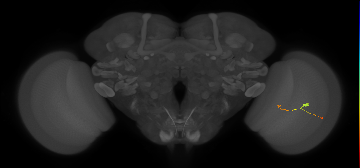 T3_R (JRC_OpticLobe:118413)