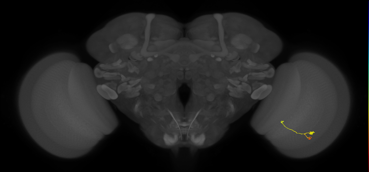 T3_R (JRC_OpticLobe:114140)