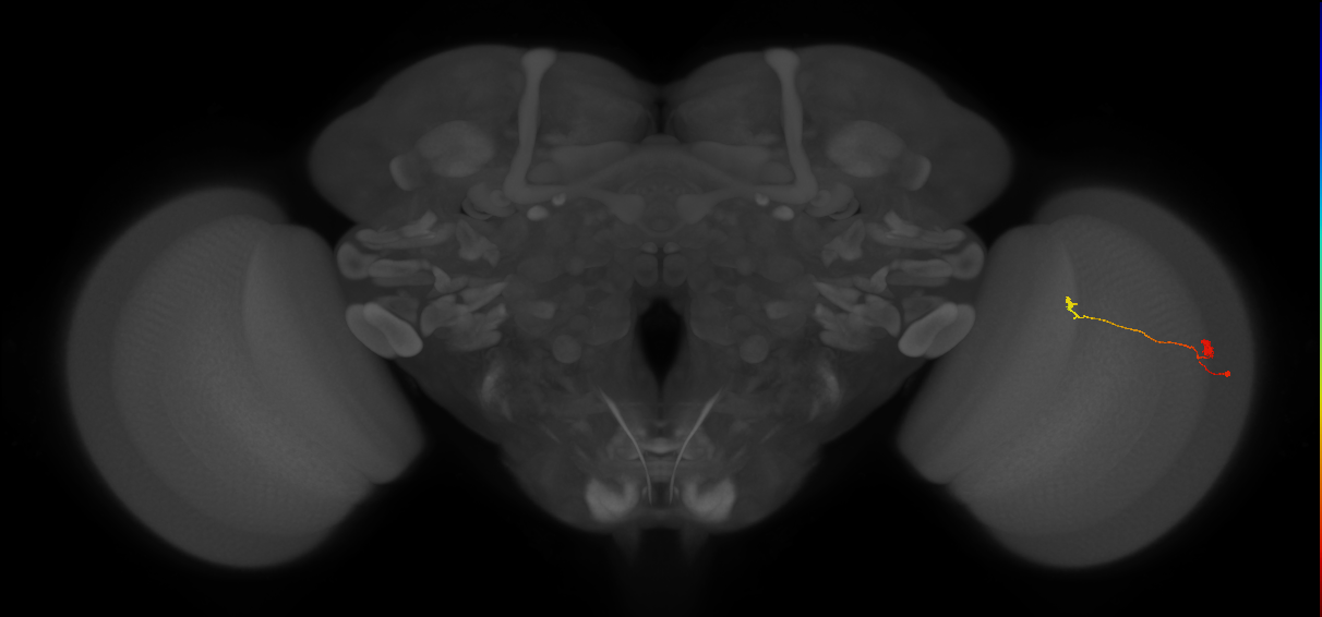 T3_R (JRC_OpticLobe:122091)
