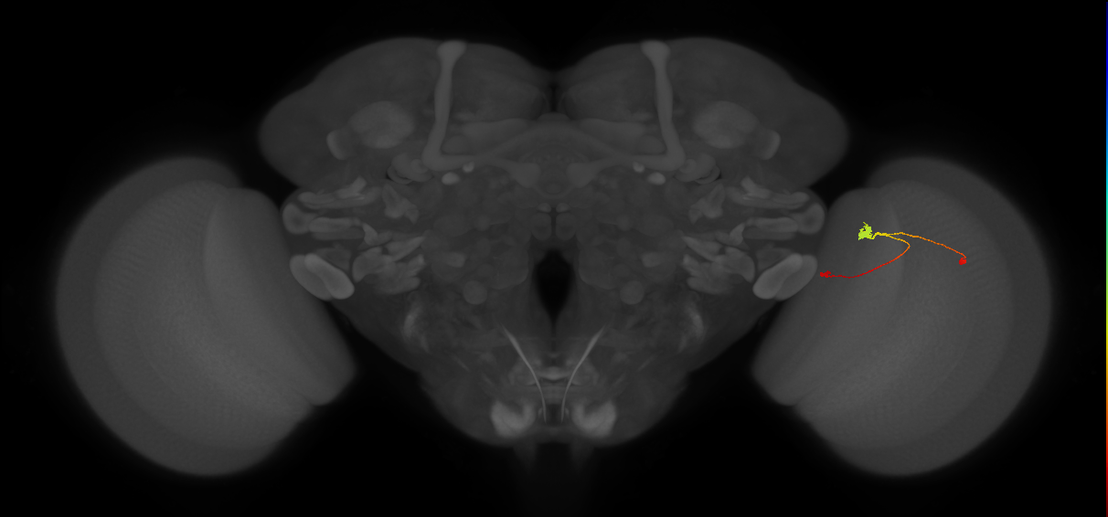 T3_R (JRC_OpticLobe:105716)