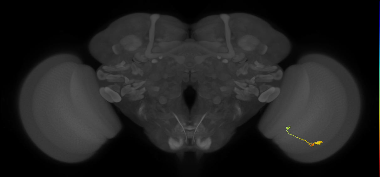 T3_R (JRC_OpticLobe:105163)