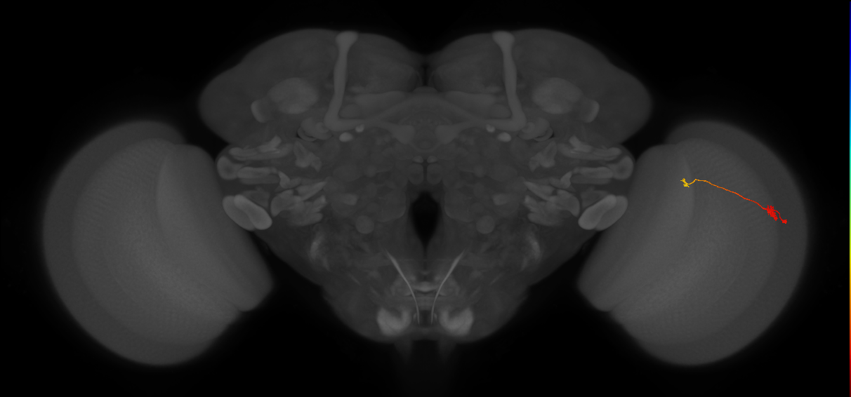 T3_R (JRC_OpticLobe:122007)