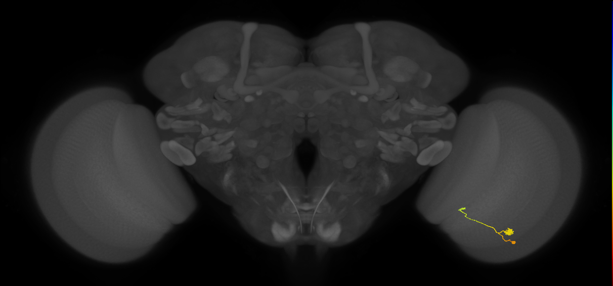 T3_R (JRC_OpticLobe:113779)