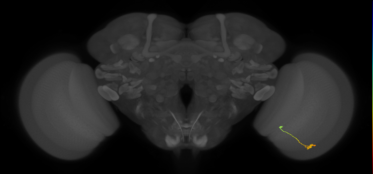 T3_R (JRC_OpticLobe:121648)