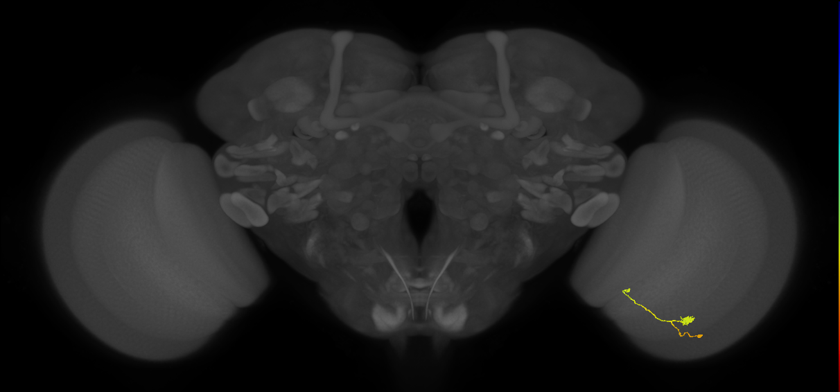T3_R (JRC_OpticLobe:104806)