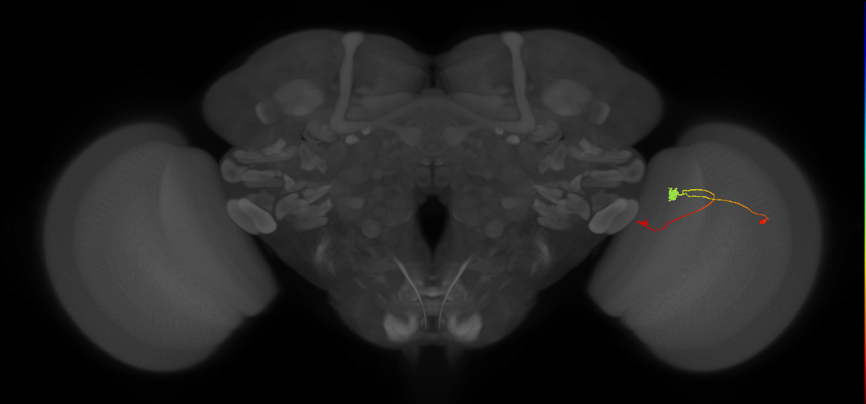 T3_R (JRC_OpticLobe:103751)