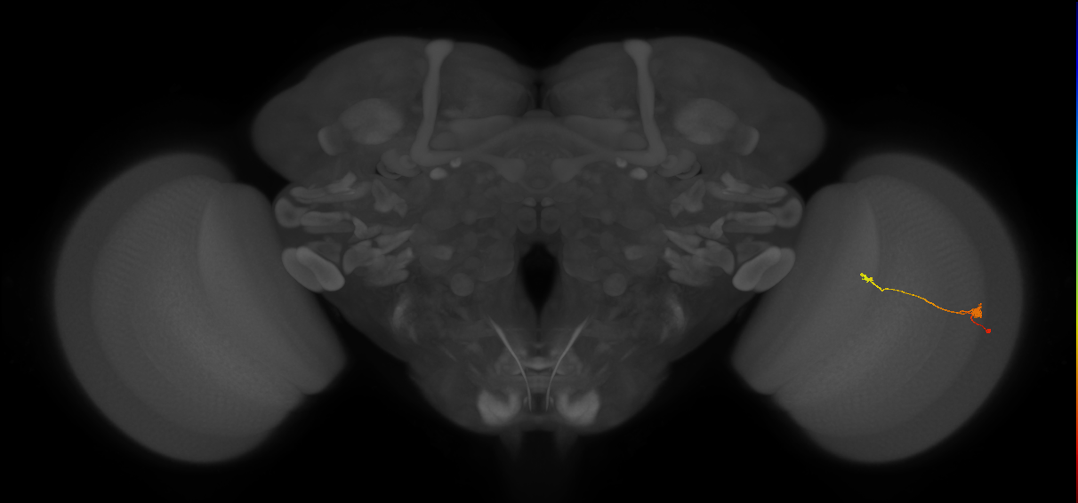 T3_R (JRC_OpticLobe:121129)