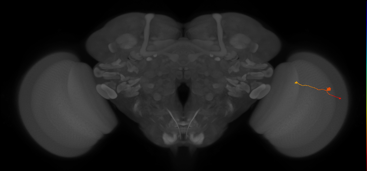 T3_R (JRC_OpticLobe:114878)