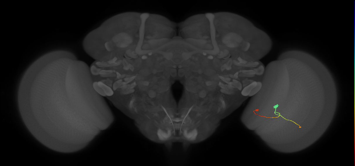T3_R (JRC_OpticLobe:116140)
