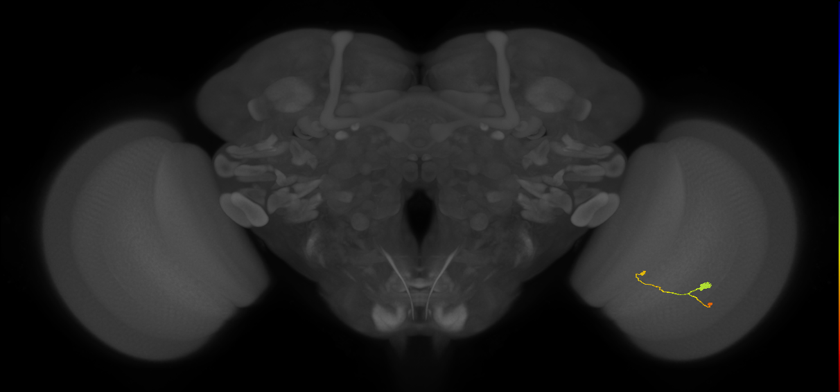 T3_R (JRC_OpticLobe:118035)
