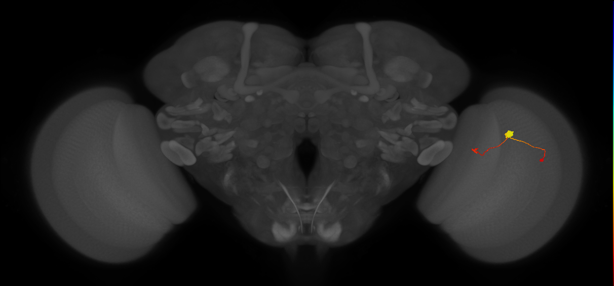 T3_R (JRC_OpticLobe:113400)