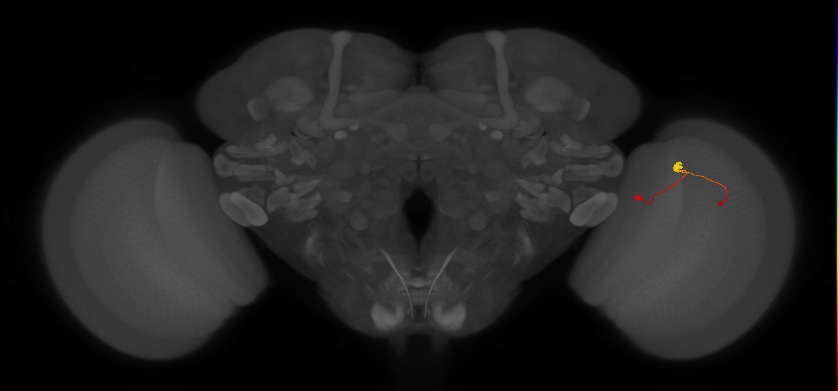 T3_R (JRC_OpticLobe:112611)