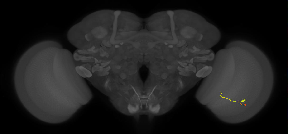 T3_R (JRC_OpticLobe:119944)