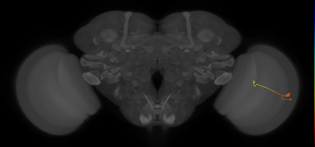 T3_R (JRC_OpticLobe:114845)