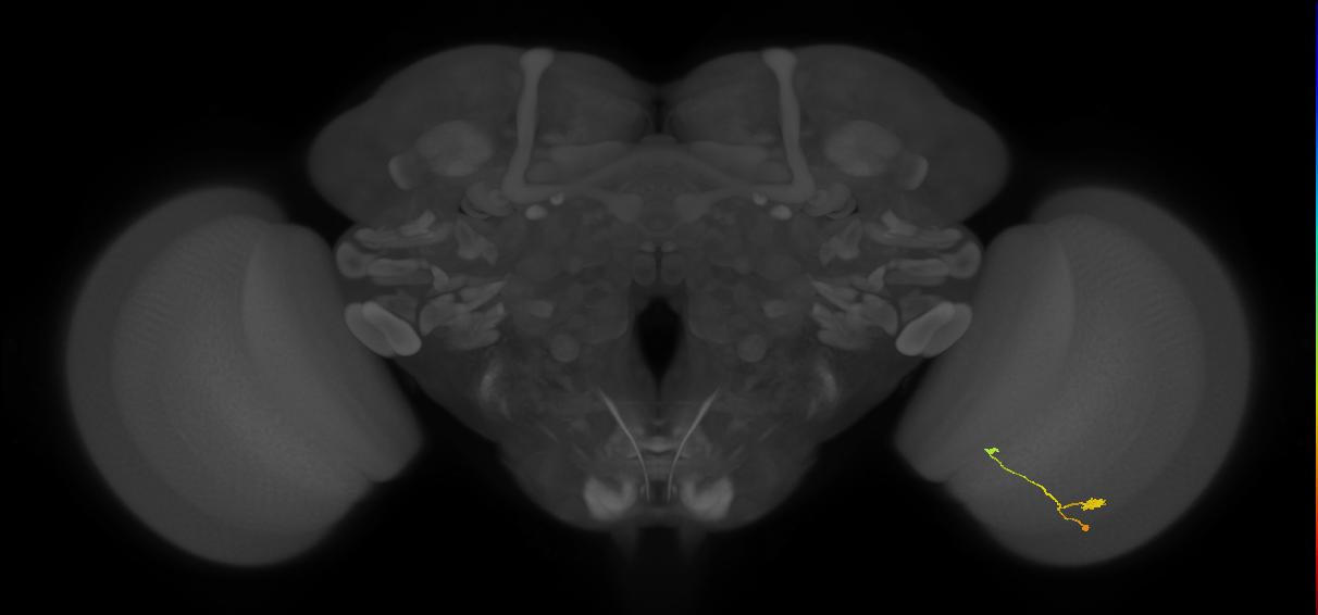 T3_R (JRC_OpticLobe:117689)