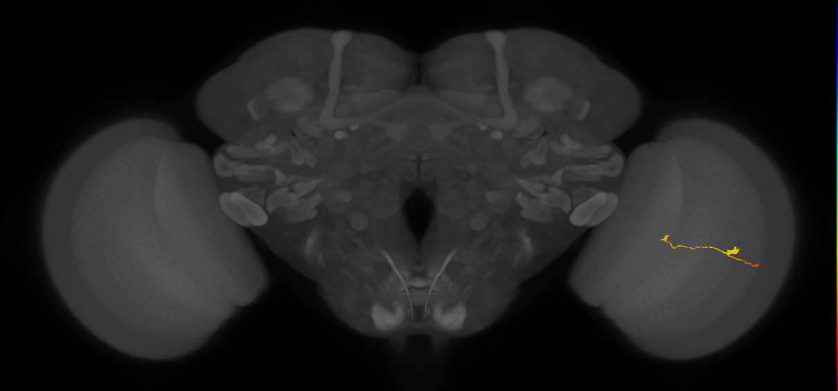 T3_R (JRC_OpticLobe:123640)