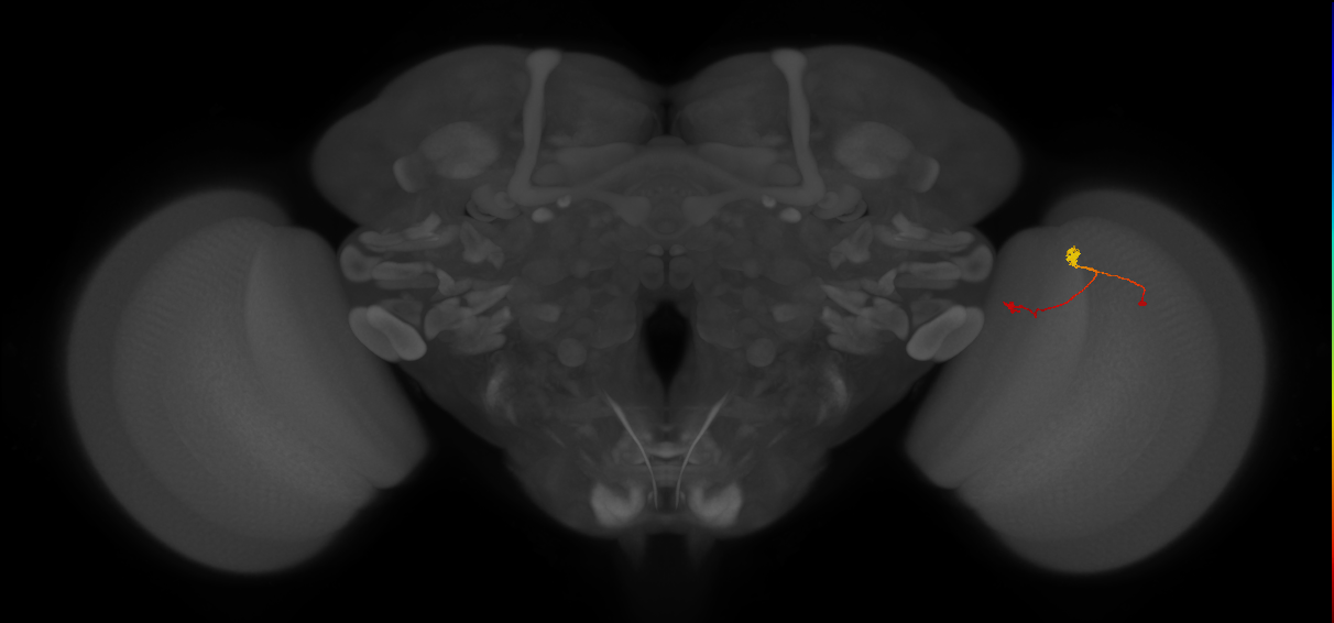 T3_R (JRC_OpticLobe:113248)