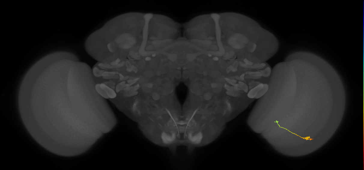 T3_R (JRC_OpticLobe:118241)