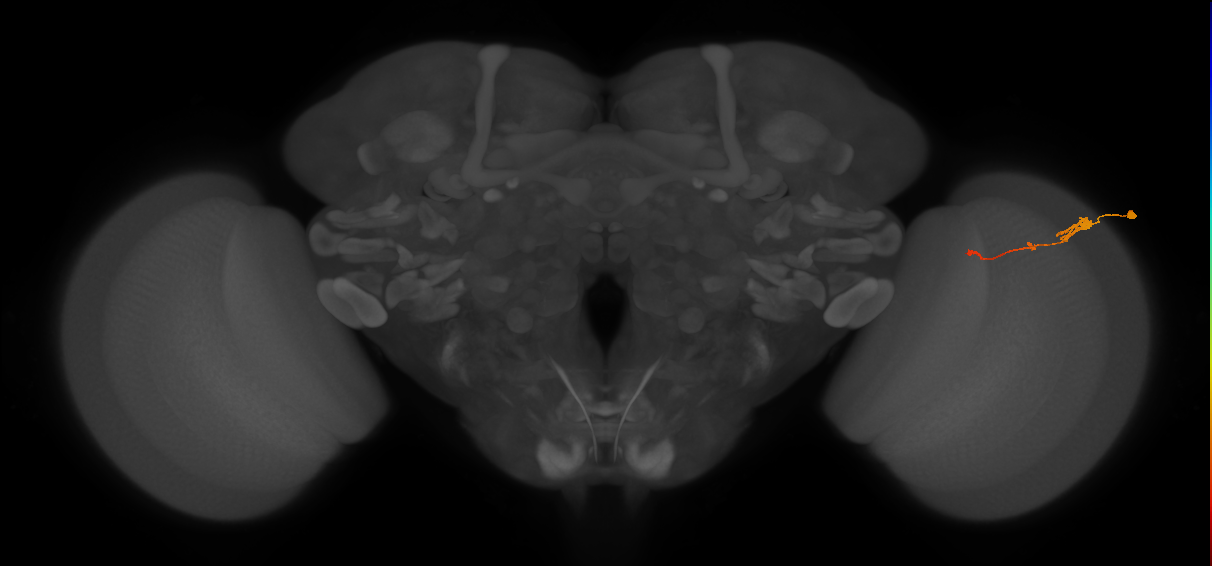 Tm2_R (JRC_OpticLobe:57162)