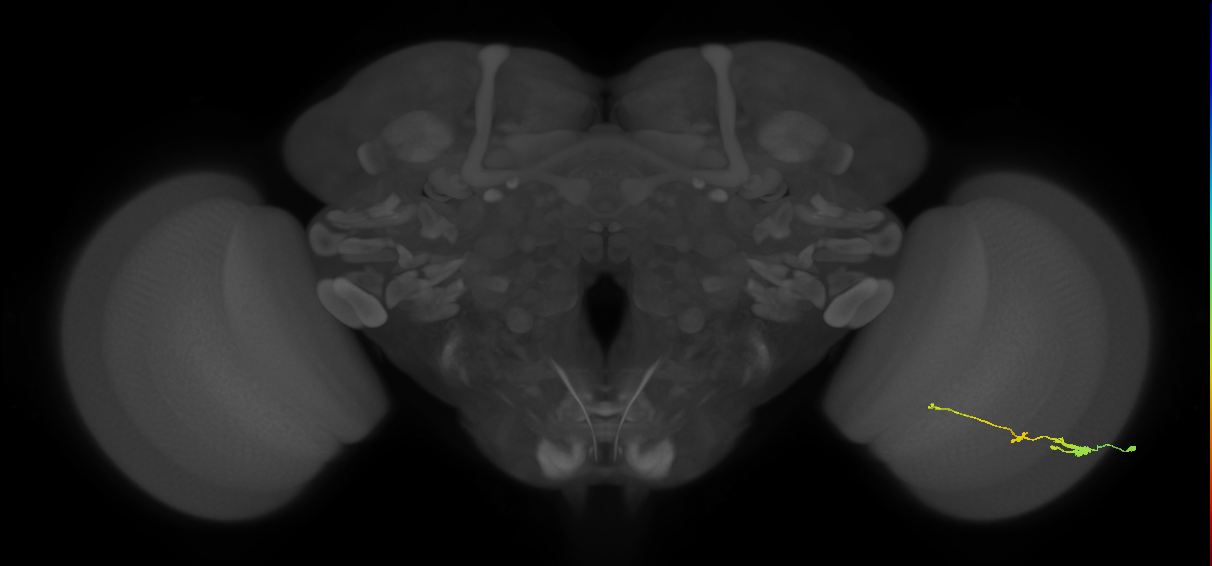 Tm2_R (JRC_OpticLobe:47487)