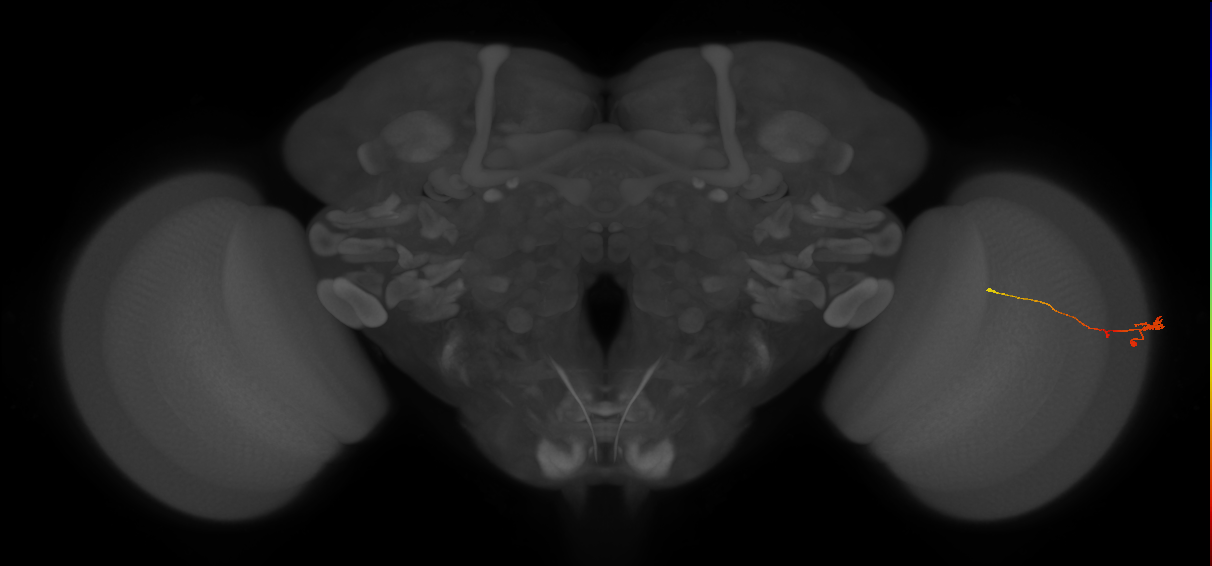 Tm2_R (JRC_OpticLobe:108928)