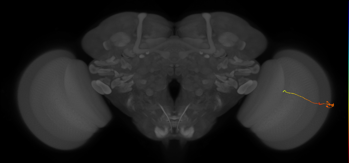 Tm2_R (JRC_OpticLobe:107961)