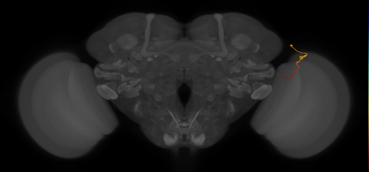 Tm2_R (JRC_OpticLobe:134461)