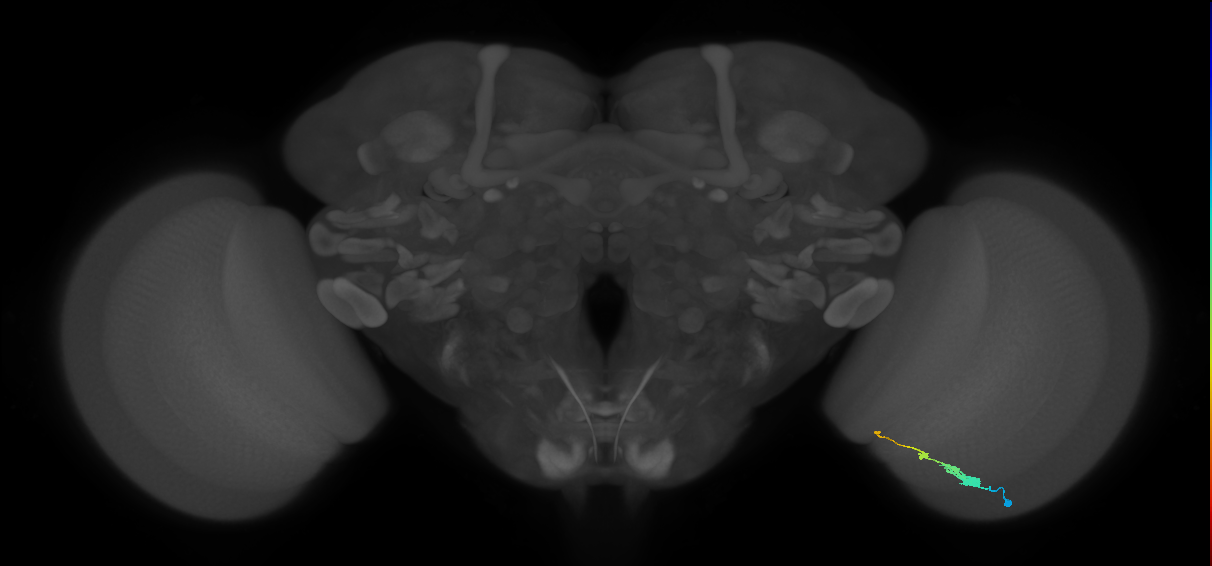 Tm2_R (JRC_OpticLobe:55531)