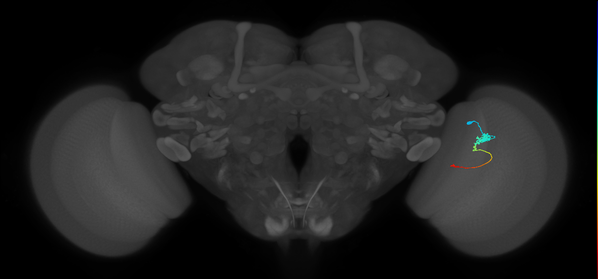 Tm2_R (JRC_OpticLobe:56741)