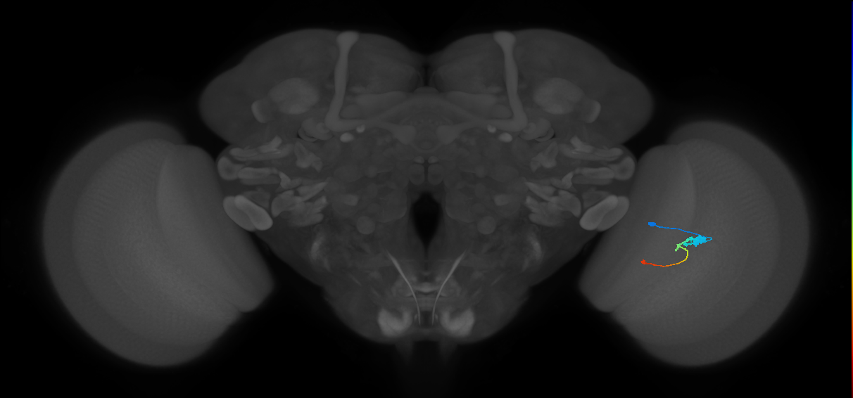 Tm2_R (JRC_OpticLobe:46771)