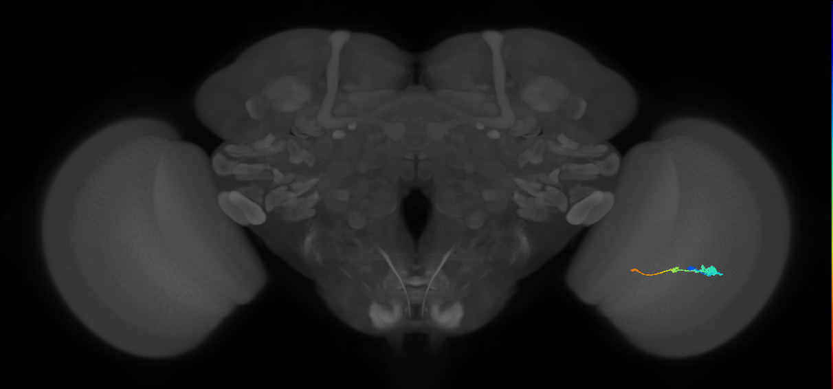 Tm2_R (JRC_OpticLobe:52712)
