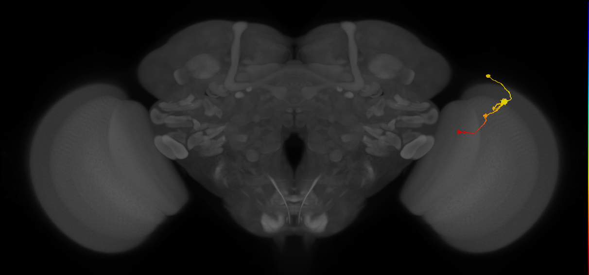 Tm2_R (JRC_OpticLobe:61857)