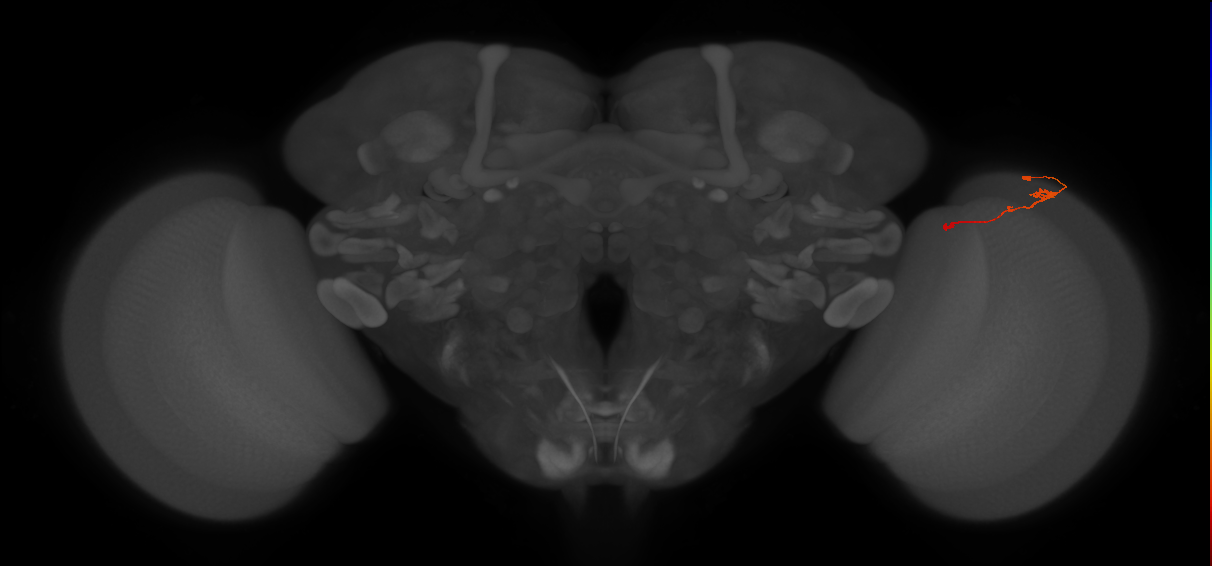 Tm2_R (JRC_OpticLobe:93747)
