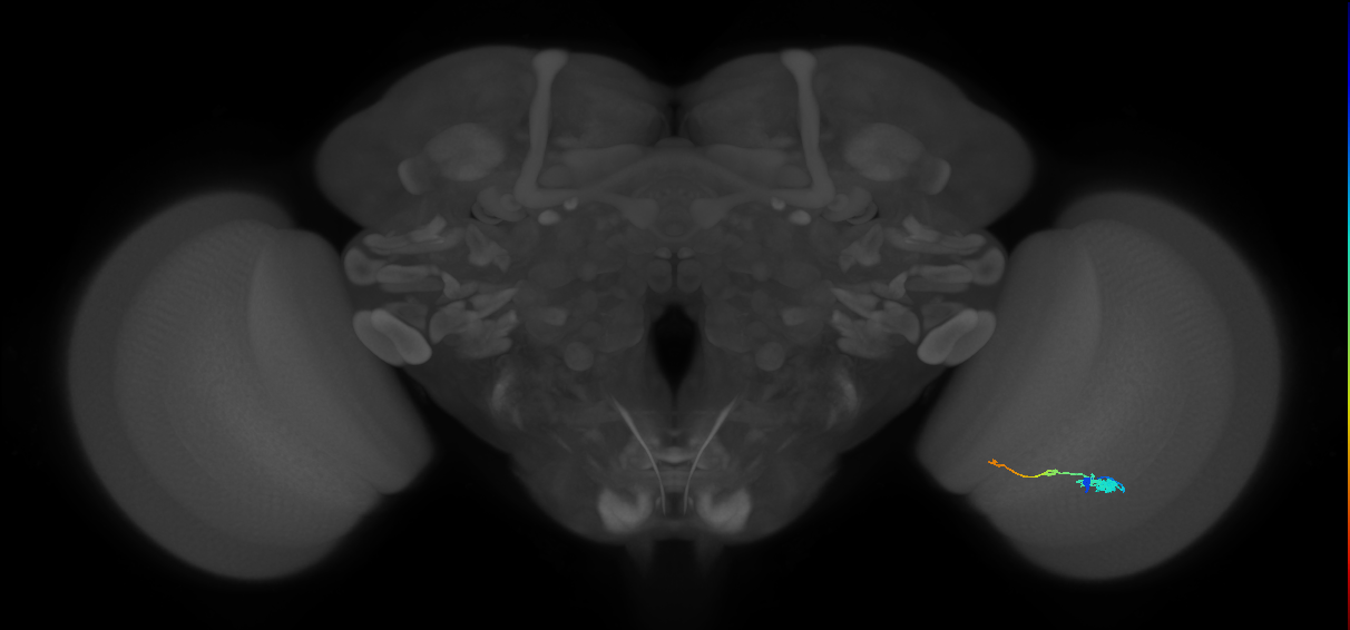 Tm2_R (JRC_OpticLobe:56612)