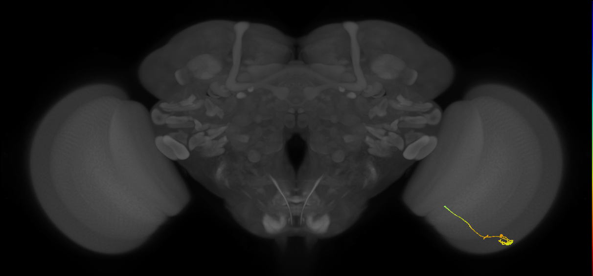 Tm2_R (JRC_OpticLobe:105778)