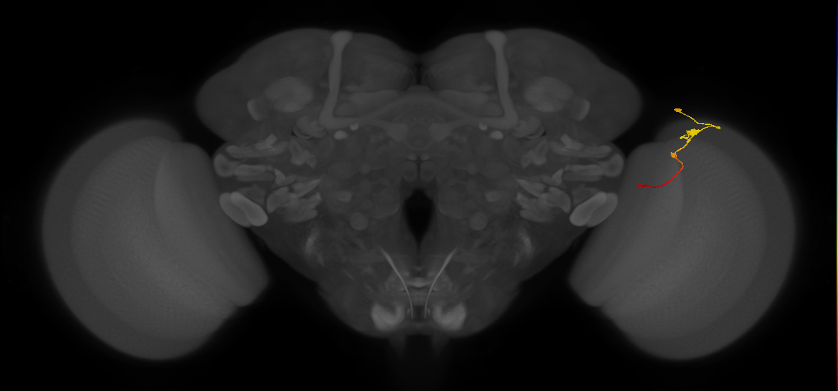 Tm2_R (JRC_OpticLobe:67768)