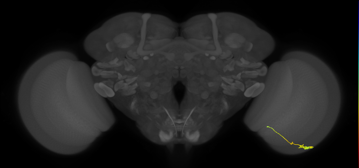 Tm2_R (JRC_OpticLobe:53473)