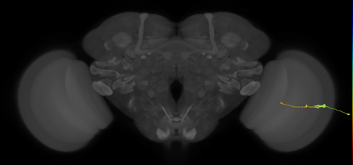 Tm2_R (JRC_OpticLobe:78825)