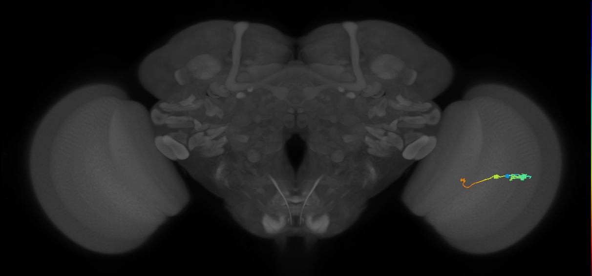 Tm2_R (JRC_OpticLobe:46017)