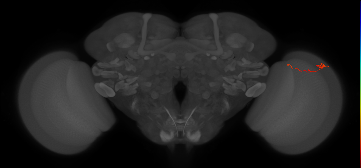 Tm2_R (JRC_OpticLobe:91309)